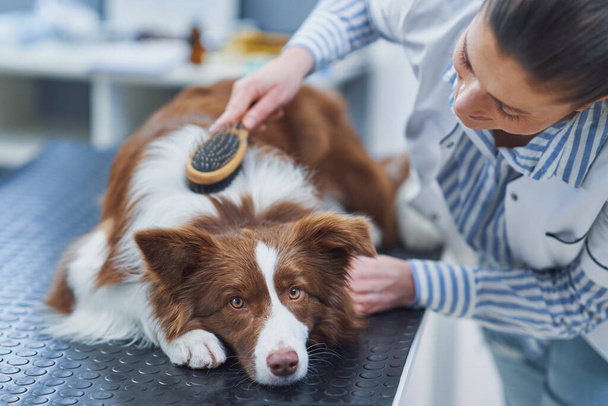 Brown Border kolie pes při návštěvě u veterináře - Fotografie, Obrázek