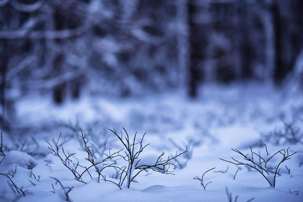 Winterbesneeuwde ijzige landschap. Het bos is bedekt met sneeuw. Vorst en mist in het park. - Foto, afbeelding