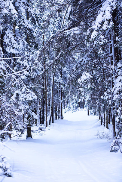 Winterbesneeuwde ijzige landschap. Het bos is bedekt met sneeuw. Vorst en mist in het park. - Foto, afbeelding