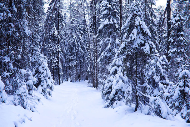 Χειμωνιάτικο παγωμένο τοπίο. Το δάσος είναι καλυμμένο με χιόνι. Παγωμένη και ομίχλη στο πάρκο. - Φωτογραφία, εικόνα