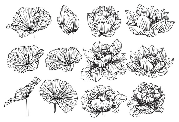 σύνολο λουλουδιών λωτού σχέδιο και σκίτσο μαύρο και άσπρο - Διάνυσμα, εικόνα