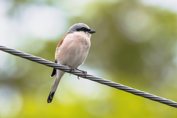 Red-Backed Shrike (Lanius collurio) perched on wire. This is a carnivorous passerine bird and member of the shrike family Laniidae. Wildlife Scene of Nature in Europe. - Photo, Image