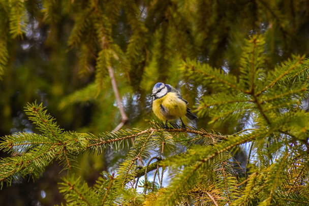 lintu metsässä - Valokuva, kuva