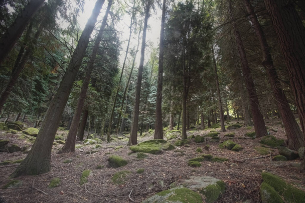 Diep in een bos van Peneda Geres National Park mossige bomen en rotsen zien  - Foto, afbeelding