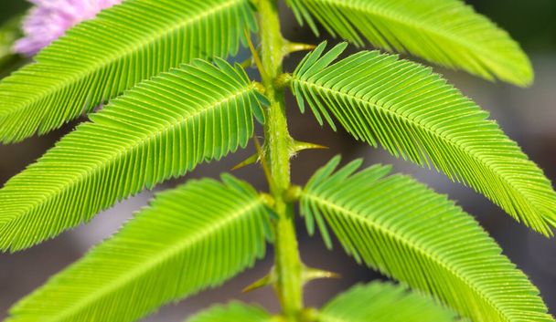 Mimosa Invisa, giant sensitive plant, green leaves and the thorn. Shallow focus. - Photo, Image