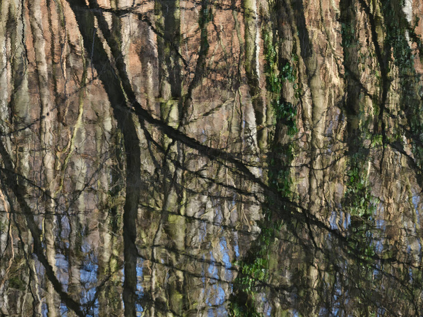 Reflection of tree trunks in a lake as an impressionist painting - Photo, Image