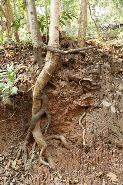 Δέντρο Trunk υφή μακροεντολή πλάνο - Φωτογραφία, εικόνα