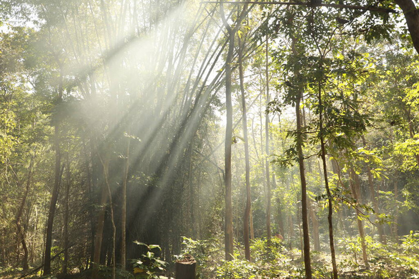 Ingressos enormes de bambu na floresta da selva - Foto, Imagem