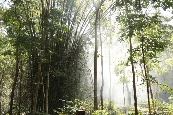 Τεράστια στίγματα μπαμπού στο δάσος της ζούγκλας - Φωτογραφία, εικόνα