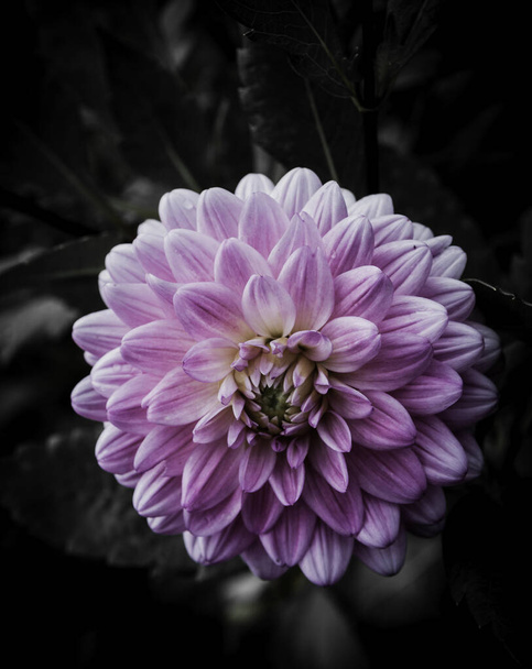 Blume auf schwarzem Blumenmuster - Foto, Bild