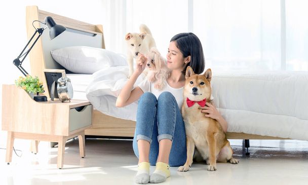 Genç Asyalı kadın evdeki yatak odasında üç köpekle (kahverengi shiba inu, beyaz shiba puppy ve beyaz maltese) rahatlıyor ve oynuyor, insanlarla ve evcil hayvanlarla neşeli ve hoş bir çift. Evcil hayvan sevgisi kavramı - Fotoğraf, Görsel