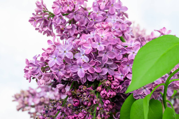 Purple lilac flowers blossom in garden, spring background - Fotografie, Obrázek