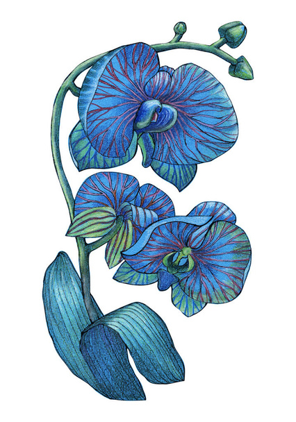 Tropical flowers orchid drawing in color pencils with leaf. Floral illustration on white background. - Photo, Image