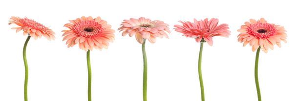 Set with beautiful pink gerbera flowers on white background. Banner design - Foto, imagen