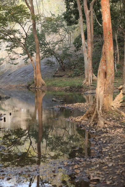 acqua che scorre attraverso rocce muschiose nella foresta - Foto, immagini