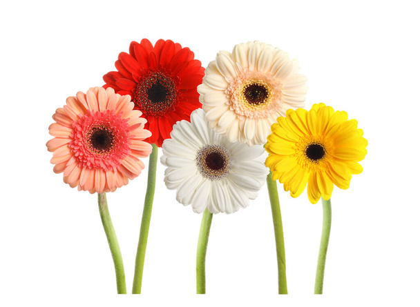 Set with beautiful gerbera flowers on white background - Фото, изображение