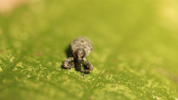 Yaprağın üzerindeki böcek böceği - Fotoğraf, Görsel