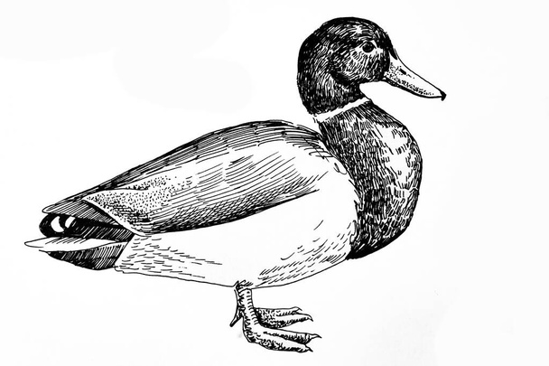Handdrawn illustration of duck, black ink pen - Foto, Imagen