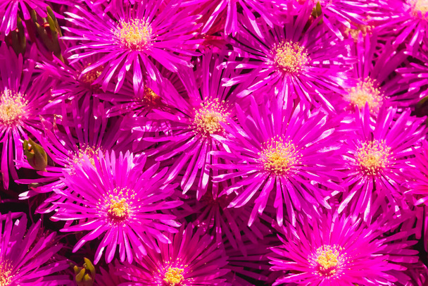 Цветочная текстура. Плотно расположенные цветы растительного дельосперма. - Фото, изображение