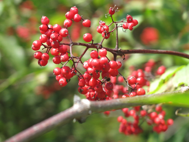 晴れた日の夏には鮮やかな赤いエルダーベリーの果実 - 写真・画像