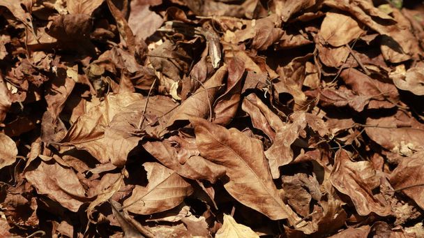Folhas secas Textura na floresta - Foto, Imagem