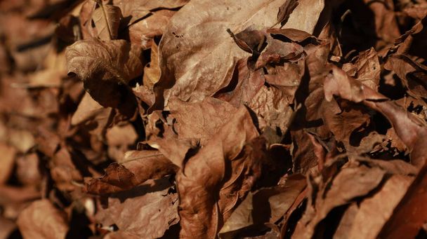Kuivat lehdet Tekstuuri metsässä - Valokuva, kuva