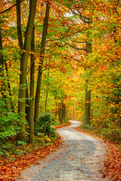 Autumn forest - Foto, imagen