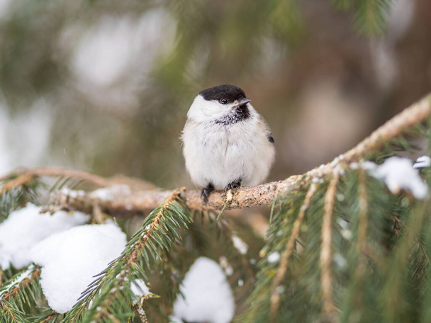 Cute bird the willow tit, song bird sitting on the fir branch with snow in winter. Willow tit perching on tree in winter. The willow tit, lat. Poecile montanus. - 写真・画像