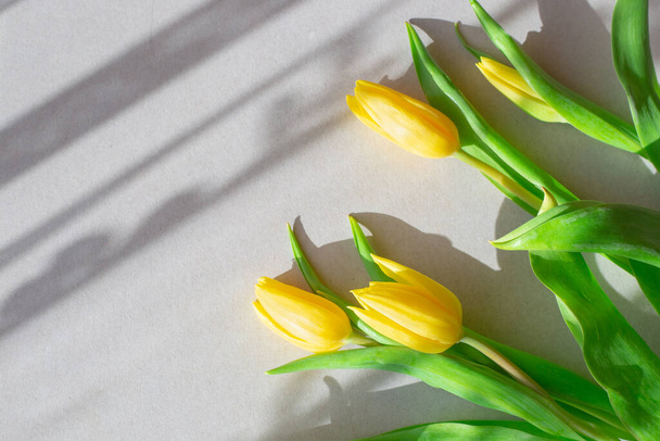 Young yellow tulips on a gray background with tulle shadows and sunbeams. Spring mood. Copy space. - Zdjęcie, obraz
