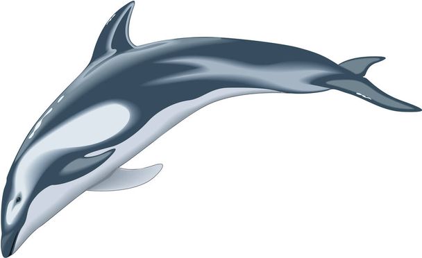 Tyynenmeren valkoinen puolinen delfiini vektori kuvitus - Vektori, kuva