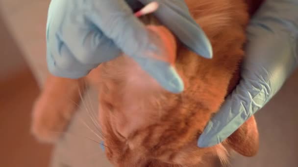 O veterinário segura o gato, limpa as orelhas, olha para as pulgas, acaricia e penteia o gato de gengibre, cuidando do cabelo longo e orelhas. Uma menina médica olha para o cabelo do gato e orelhas de um gato vermelho em uma clínica veterinária. - Filmagem, Vídeo