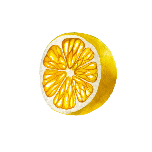 Lemon. Botanical watercolor isolated illustration. - Foto, afbeelding