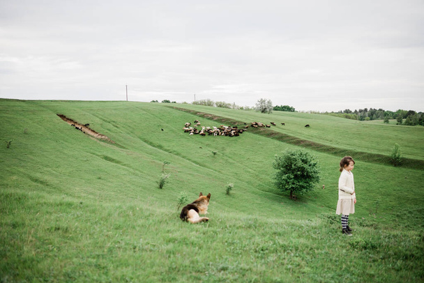 sheeps and goats on the hill, farmland. - Foto, Bild