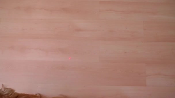 Červená kočka si hraje doma s laserem, skočí, běží v kruhu, chytí tlapami červené světlo. Roztomilá chlupatá zvířata. Kočičí rodina. Červené a hnědé kočky. - Záběry, video