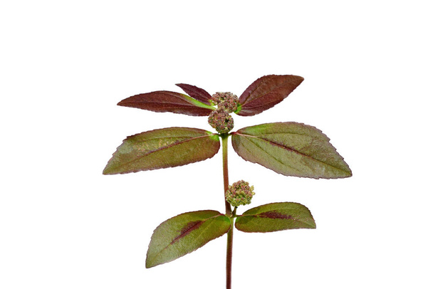 Cerrar Planta de purga de jardín sobre fondo blanco. (Nombre científico Euphorbia hirta) - Foto, Imagen