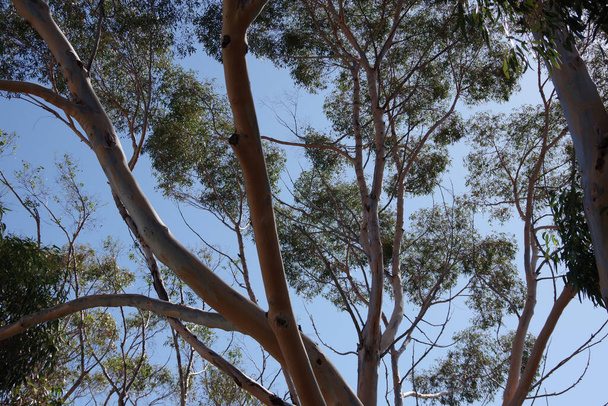 View into the canopy of a tall eucalyptus tree under blue sky close to the California coast - Fotó, kép