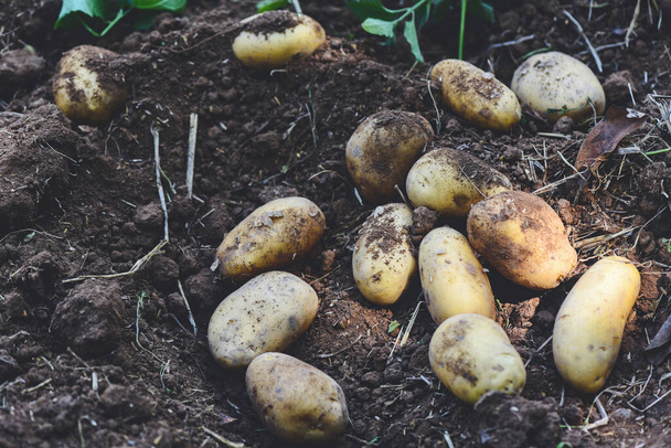 Свежий картофель, урожай спелых картофельных сельскохозяйственных продуктов с картофельного поля - Фото, изображение