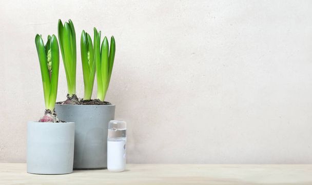 Hyacint groeien van bollen op houten tafel. draagbare luchtbevochtiger. lente freen bloemen in grijs beton potten. kopieer ruimte. hallo voorjaar. - Foto, afbeelding
