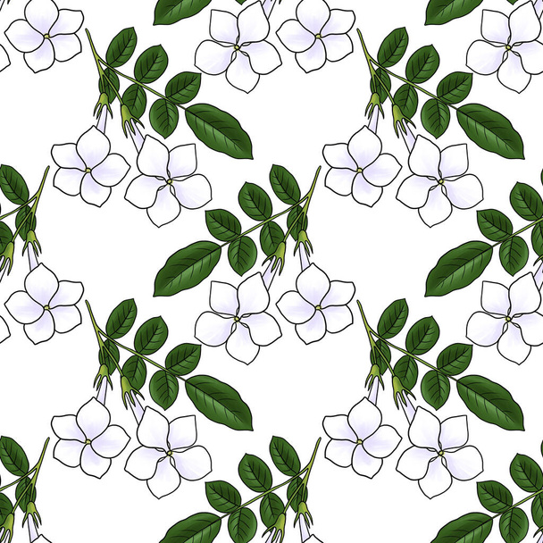 seamless pattern with flower of jasmine - Foto, afbeelding