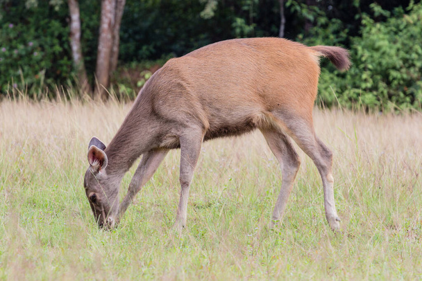 Cervo fawn de pé na grama alta
. - Foto, Imagem