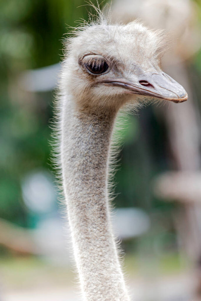 The Ostrich or Common Ostrich (Struthio camelus) is either one or two species of large flightless - Valokuva, kuva