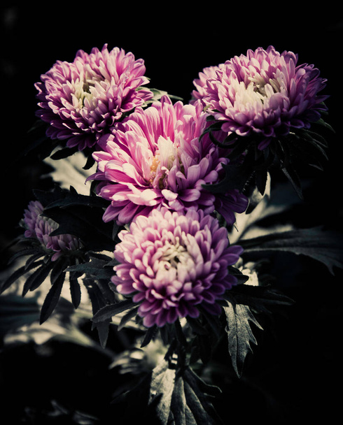 Λουλούδια στο σχεδιασμό των φυσικών σκούρων τόνων. - Φωτογραφία, εικόνα