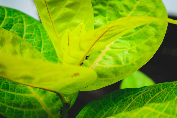 Ants perching on top of green Zamioculcas zamifolia leaves - Φωτογραφία, εικόνα