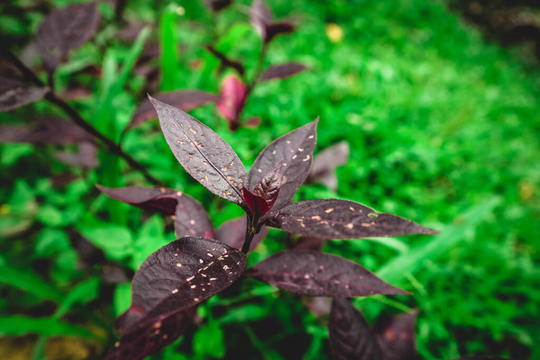 Pseuderanthemum carruthersii red violet leaves stock photography - Fotografie, Obrázek