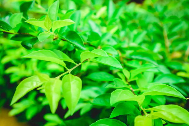 Гимнема Сильвестре, зеленые листья растений макрофотография - Фото, изображение