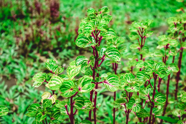 Alternanthera ficoidea, также известная как пальто Иосифа, является разновидностью цветущего растения в семье Амарантовые. - Фото, изображение