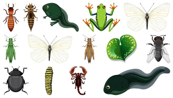Coleção de insetos diferentes isolada na ilustração de fundo branco - Vetor, Imagem
