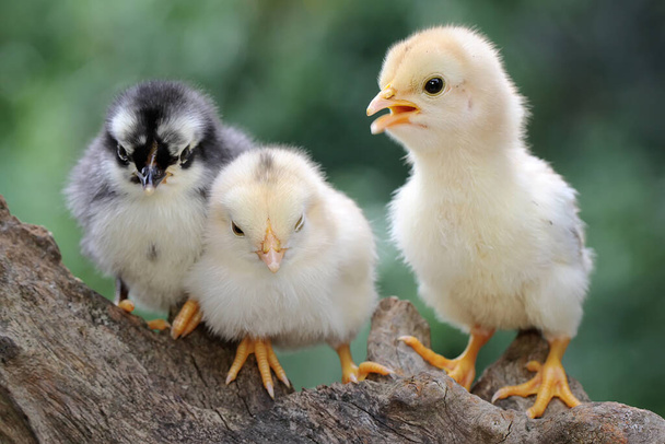 Three chicks are perched on a dry log. This animal has the scientific name Gallus gallus domesticus.  - Photo, Image