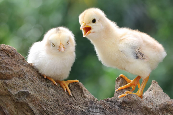 Two chicks perched on a dry log. This animal has the scientific name Gallus gallus domesticus.  - Photo, Image