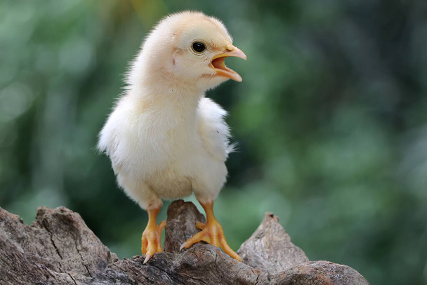 A one-day-old free-range chick perched on dry wood. This animal has the scientific name Gallus gallus domesticus.  - Photo, Image
